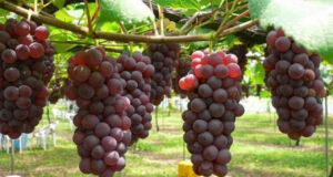 supplier buah anggur