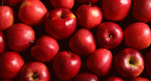 supplier buah apel