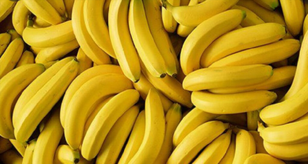 grosir buah pisang supplier distributor petani