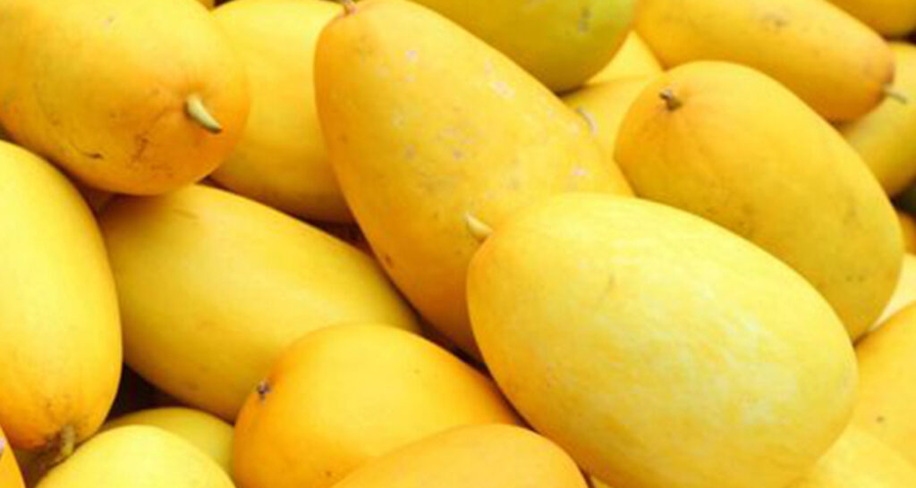 grosir buah timun suri supplier distributor petani