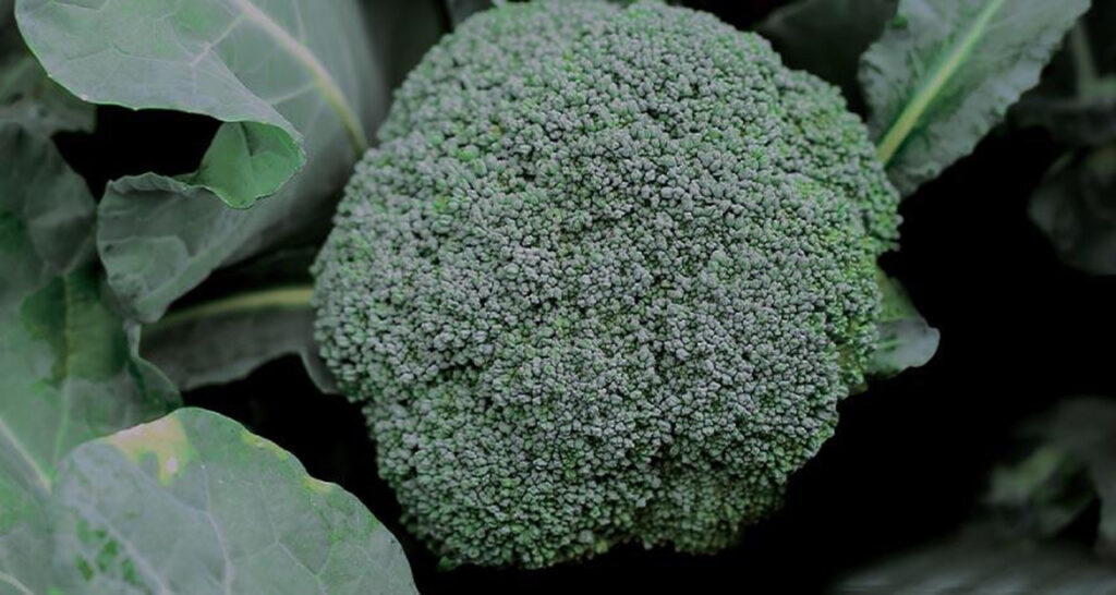 supplier sayuran brokoli harga grosir