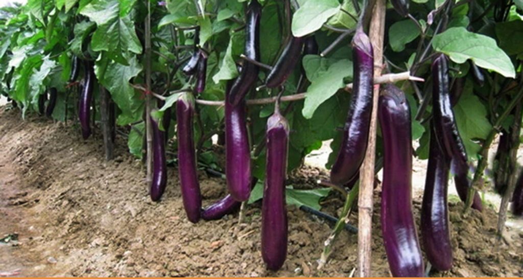supplier sayuran terong ungu harga grosir
