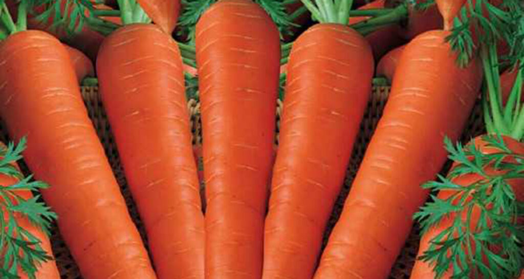 supplier sayuran wortel harga grosir