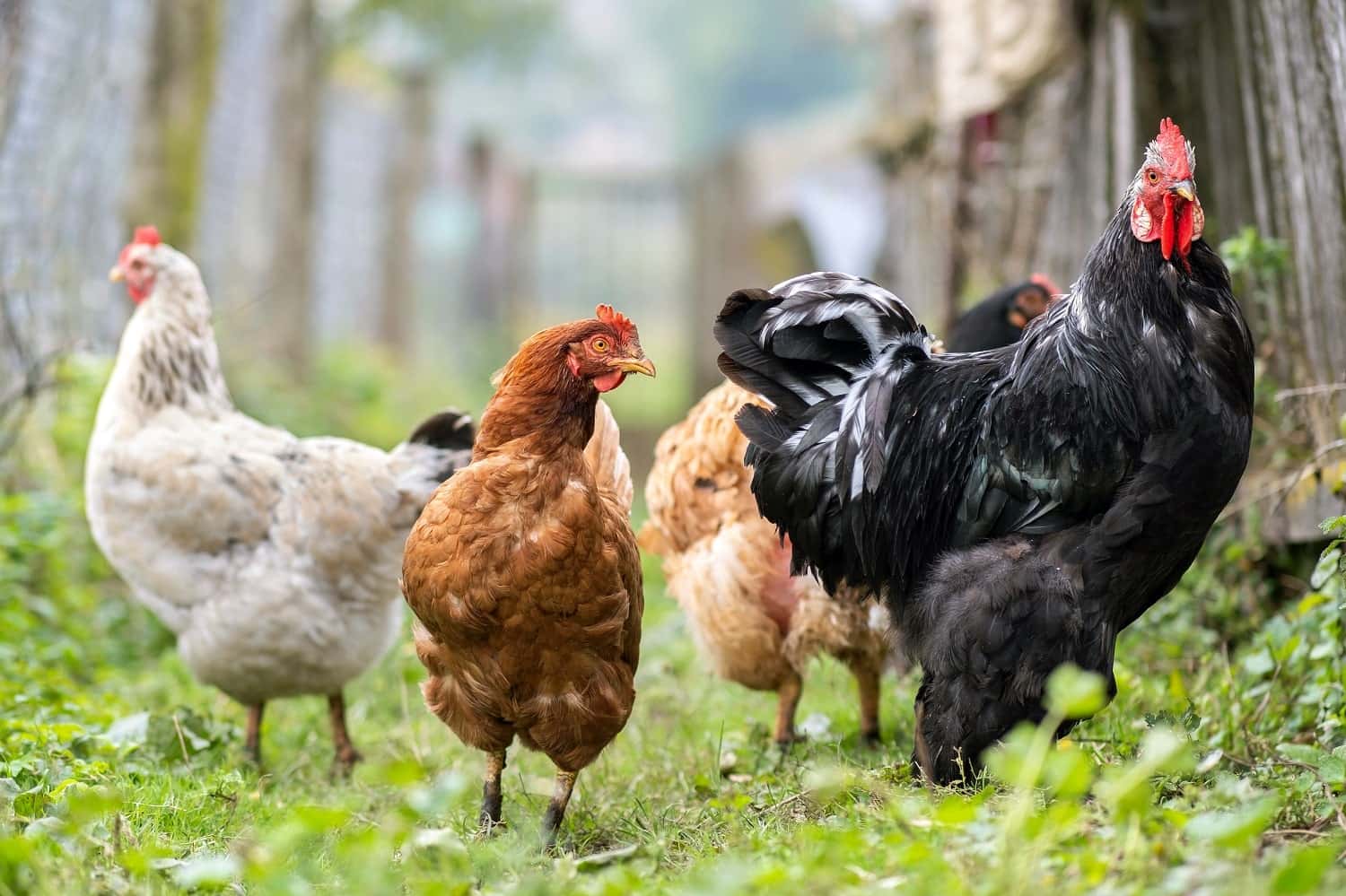 chicken-feeding-on-traditional-rural-barnyard-hen-2022-08-02-14-42-07-utc-min-v2.jpg