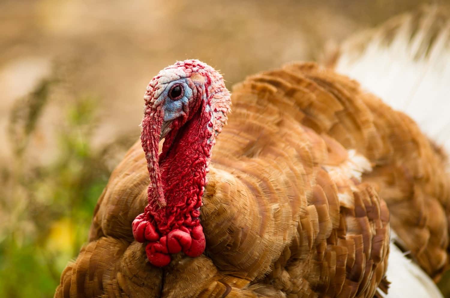 domestic-farm-turkey-stands-close-game-bird-portra-2021-08-26-22-38-12-utc-min-v2.jpg
