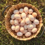 farm-fresh-chicken-eggs-in-basket-on-the-grass-in-2022-03-16-22-37-55-utc-min-v2.jpg
